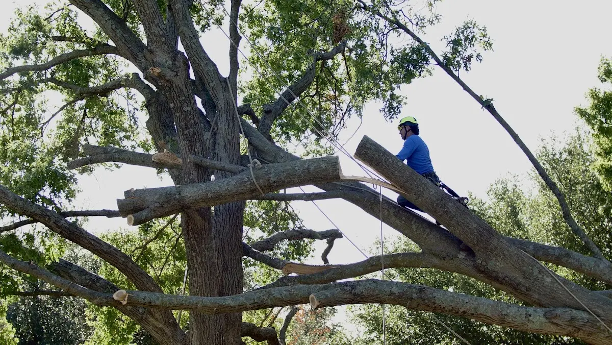Professional Crown Thinning performed by certified arborists in Bogart