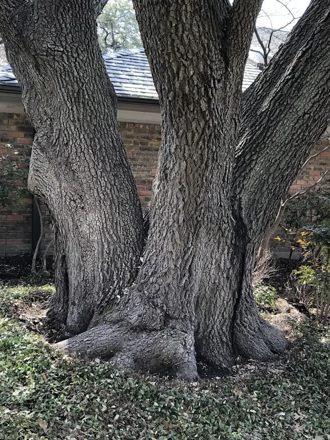 Mature heritage tree close to a Bogart property cared for by certified arborists
